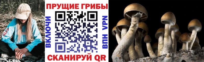 хочу наркоту  Печора  Псилоцибиновые грибы прущие грибы 